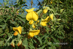 Crotalaria spectabilis